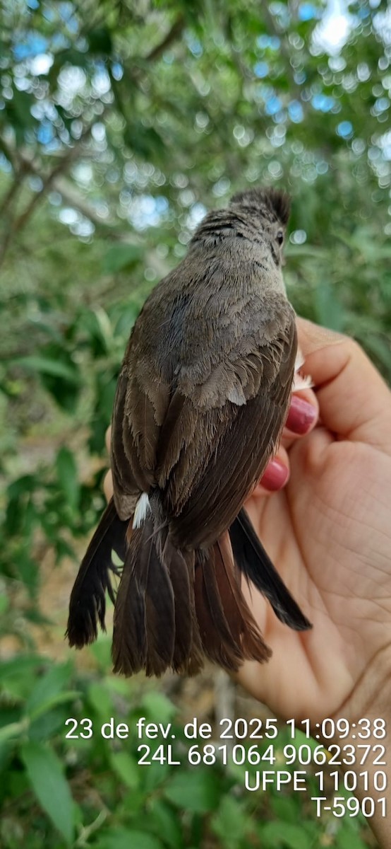 Червоночубик сірий - ML645663674