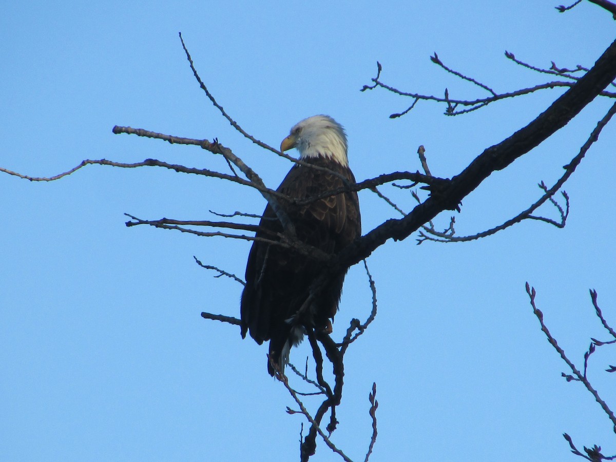 Орлан білоголовий - ML645663675