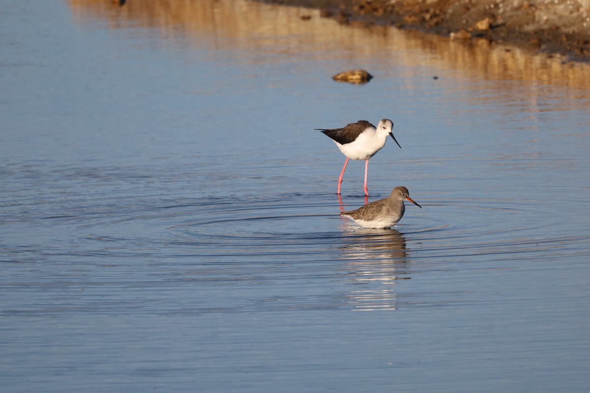 Коловодник звичайний - ML645663676