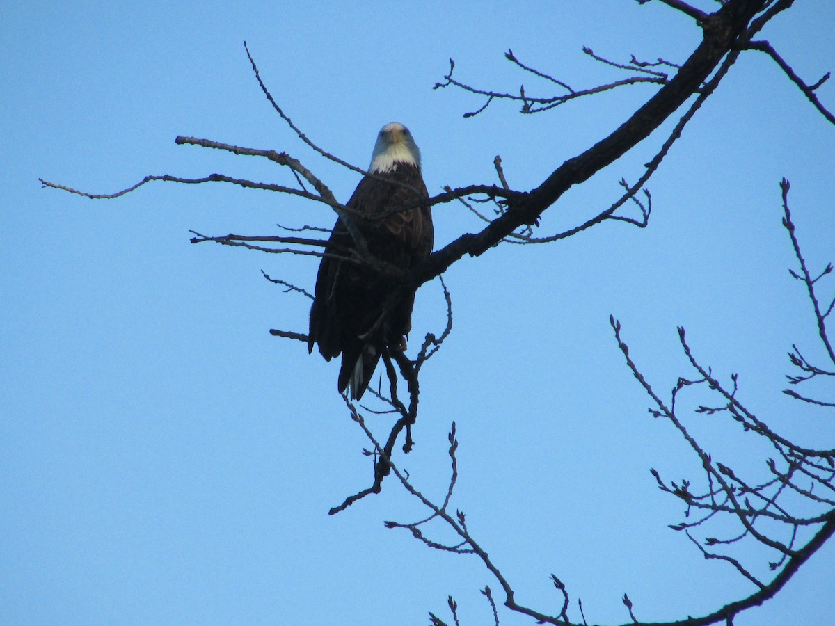 Орлан білоголовий - ML645663677