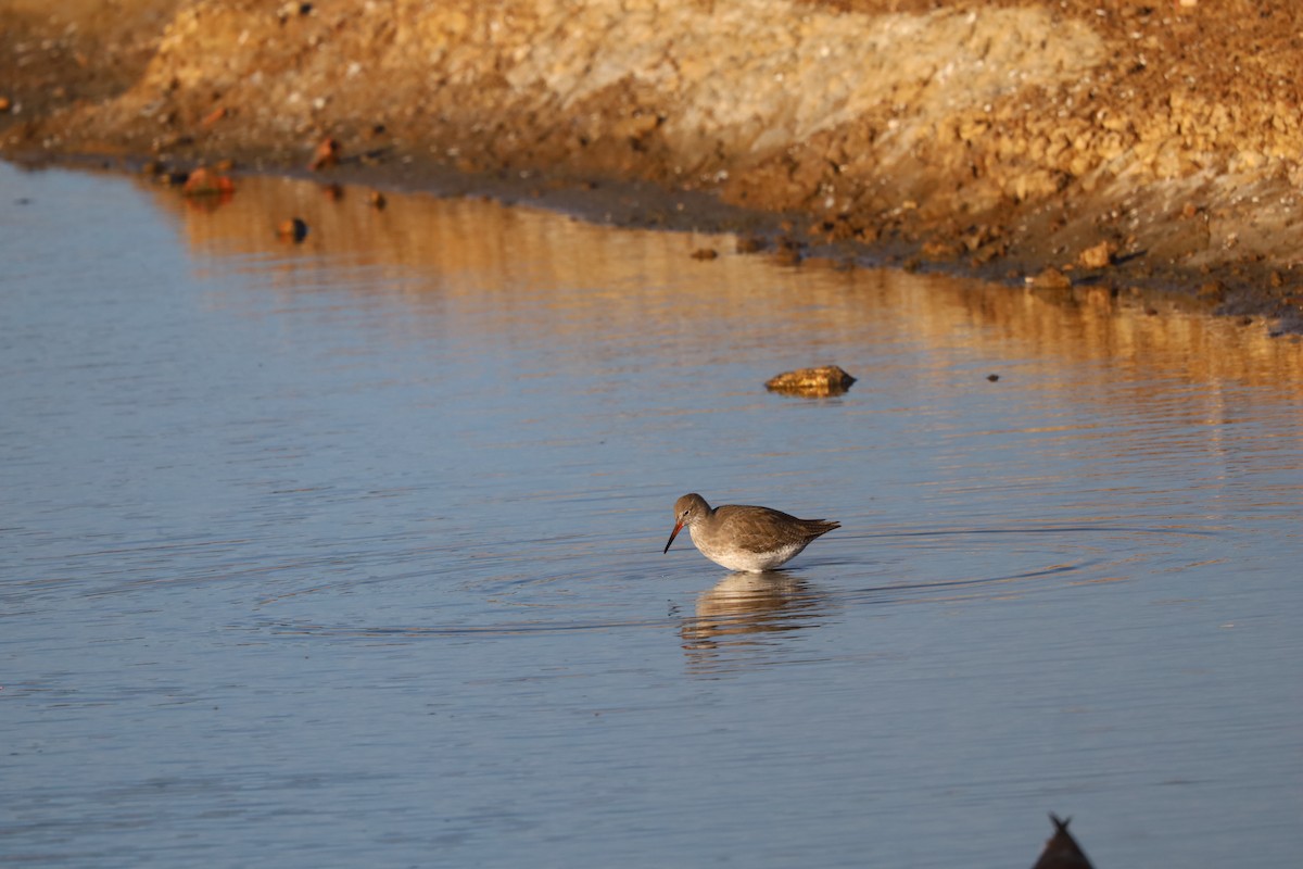 Коловодник звичайний - ML645663678