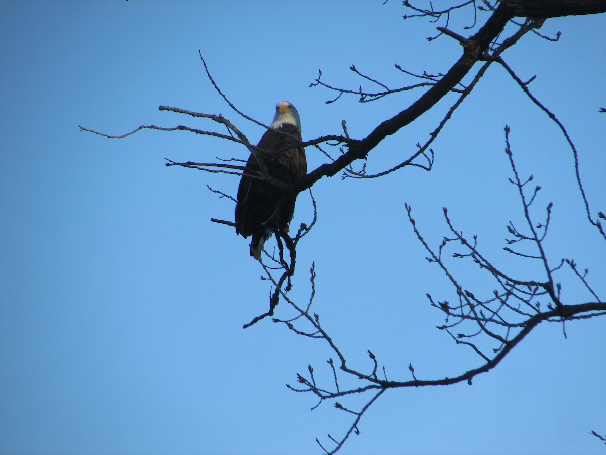Орлан білоголовий - ML645663679