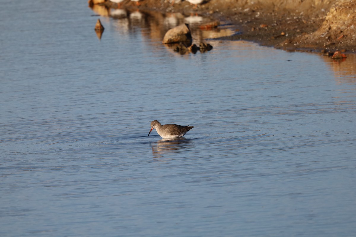 Коловодник звичайний - ML645663680