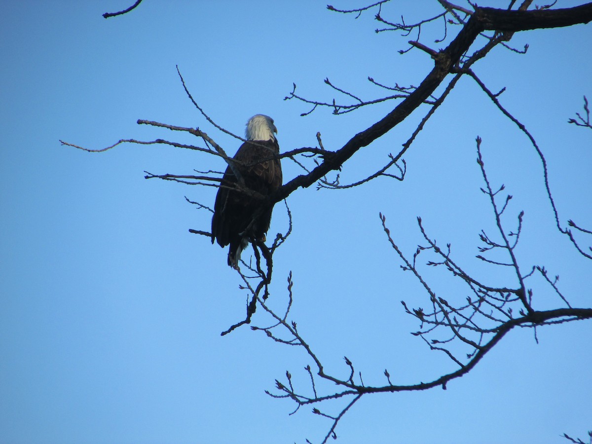 Орлан білоголовий - ML645663681