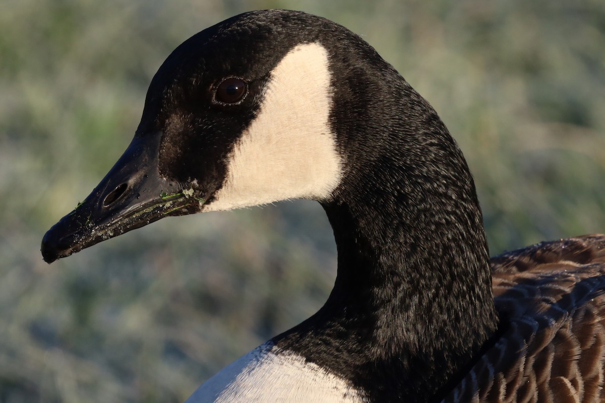 Казарка канадська - ML645663682