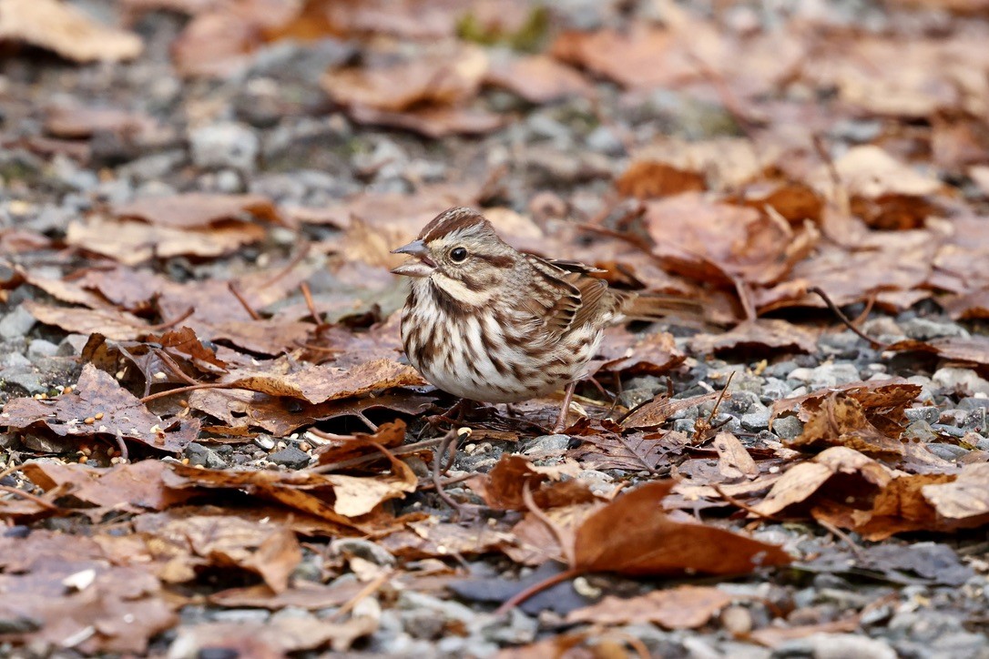 Пасовка співоча - ML645663687