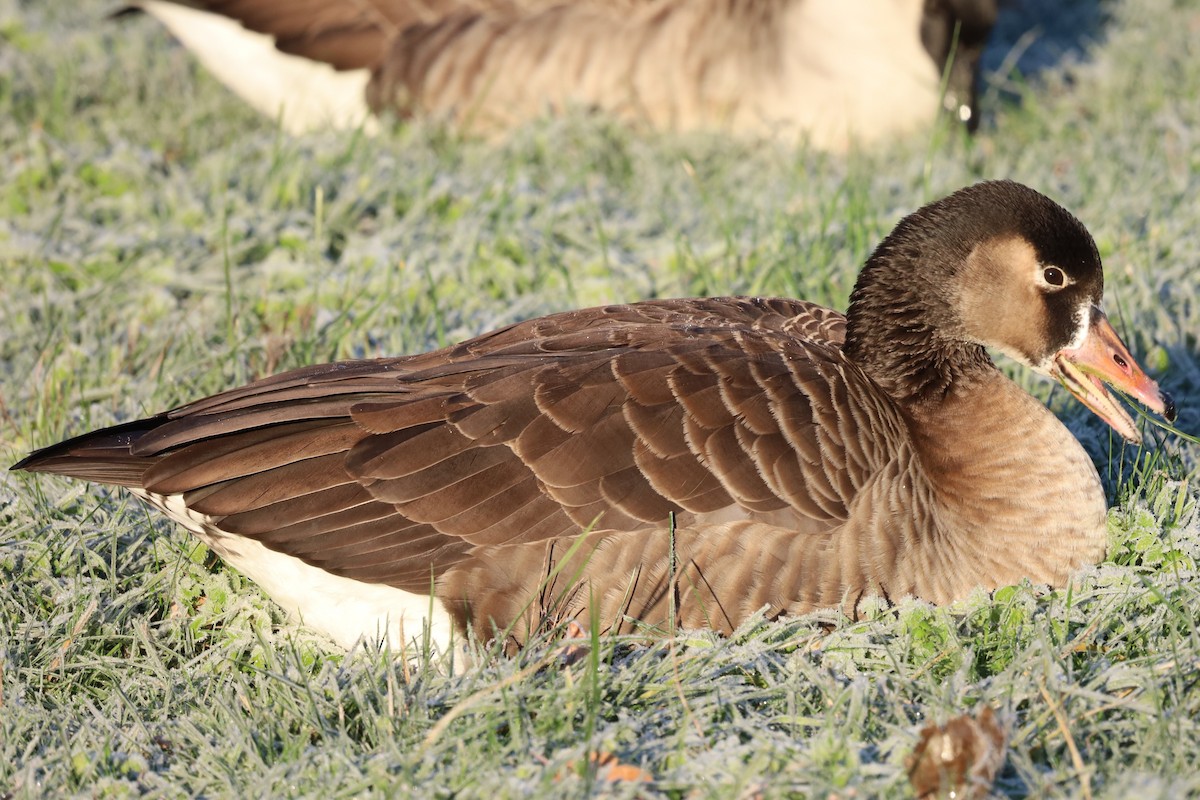 Гуска сіра х казарка канадська - ML645663688