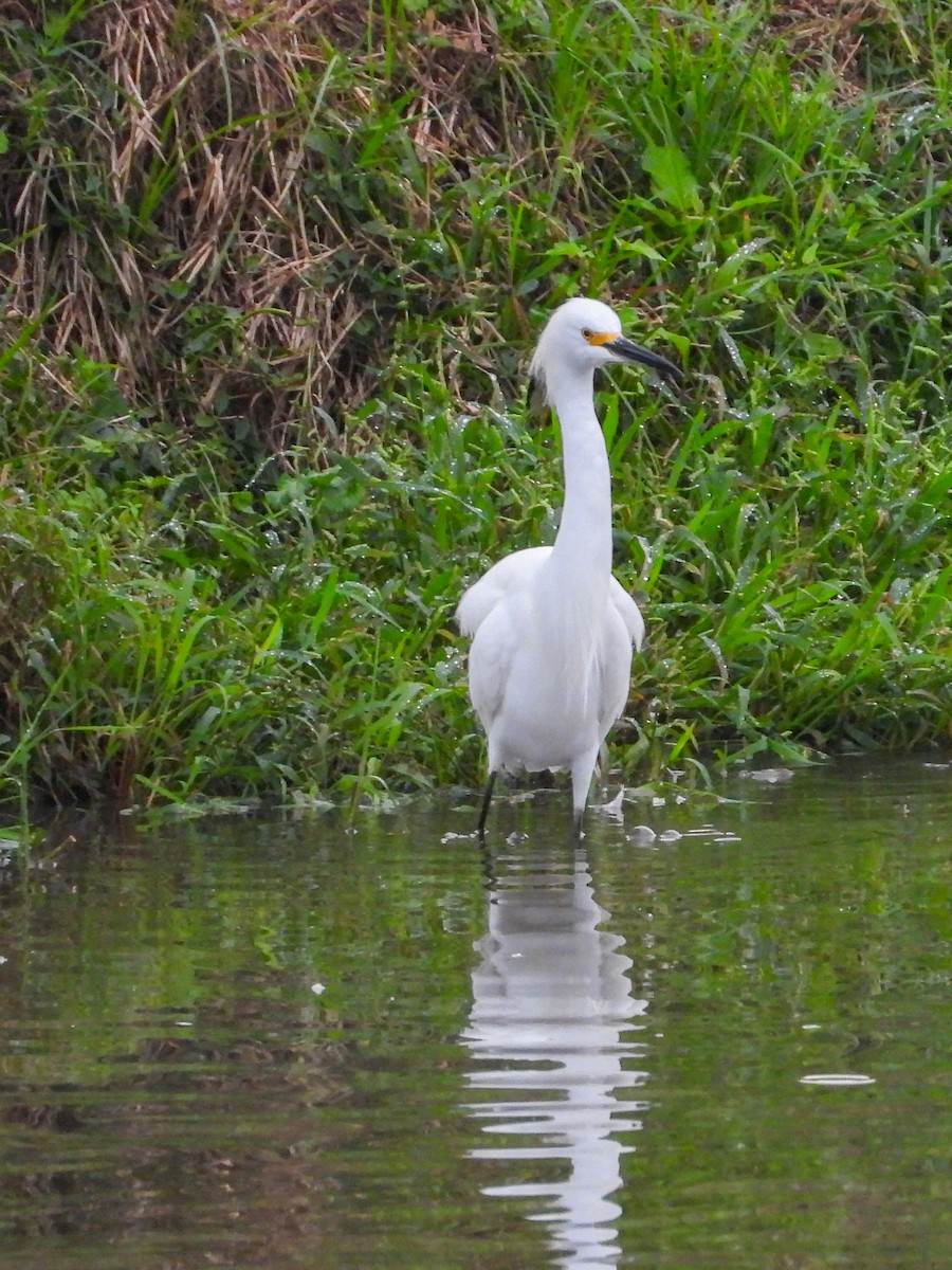Чепура американська - ML645663689
