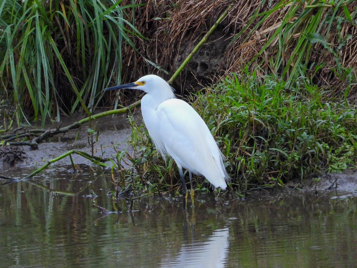 Чепура американська - ML645663690