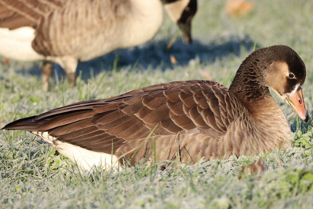 Гуска сіра х казарка канадська - ML645663691