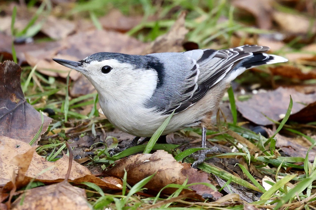 Повзик каролінський - ML645663692