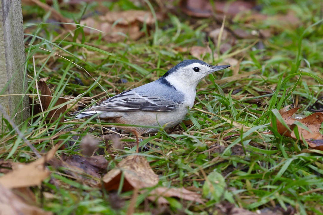 Повзик каролінський - ML645663693