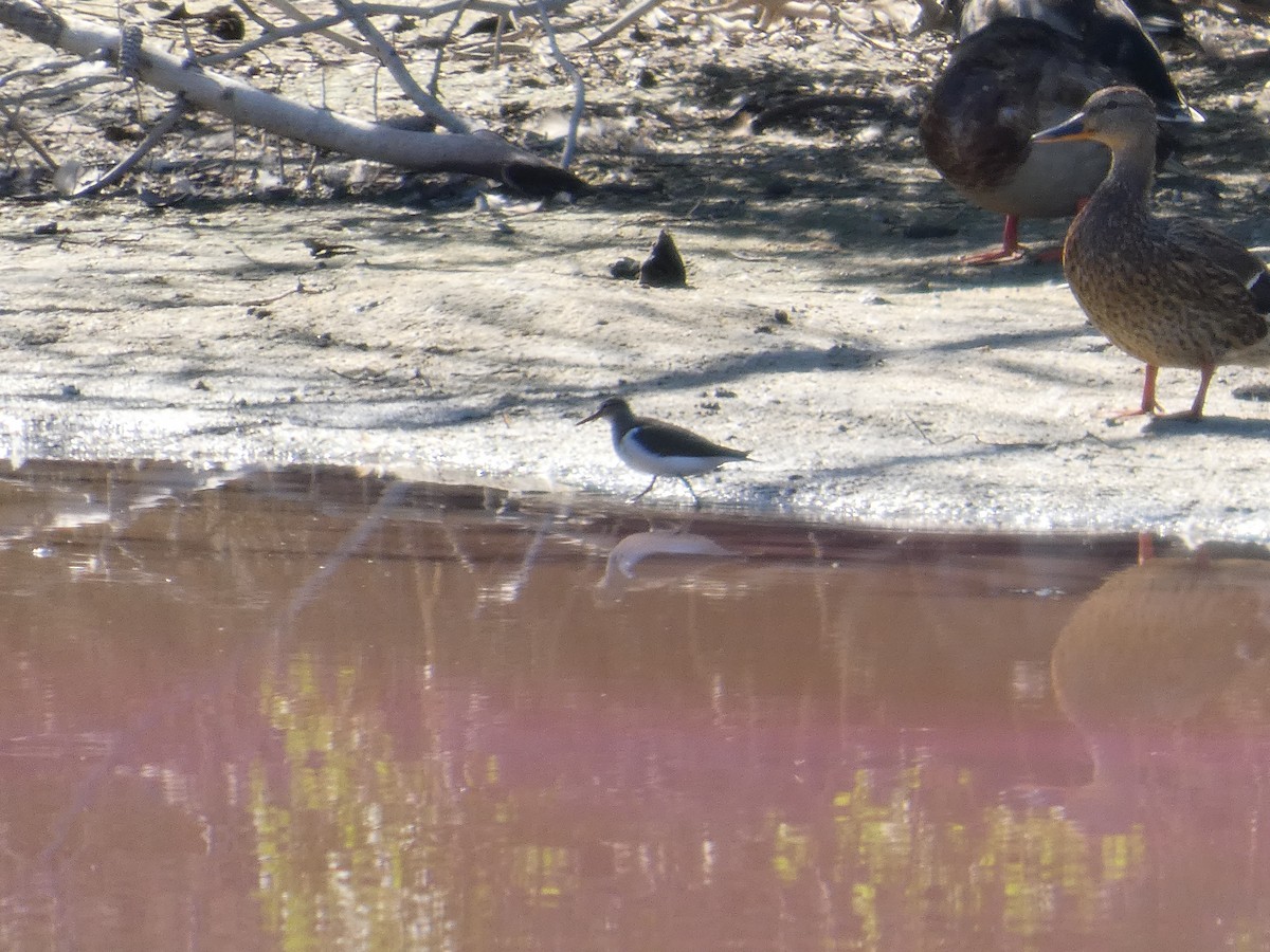 Набережник палеарктичний - ML645663695