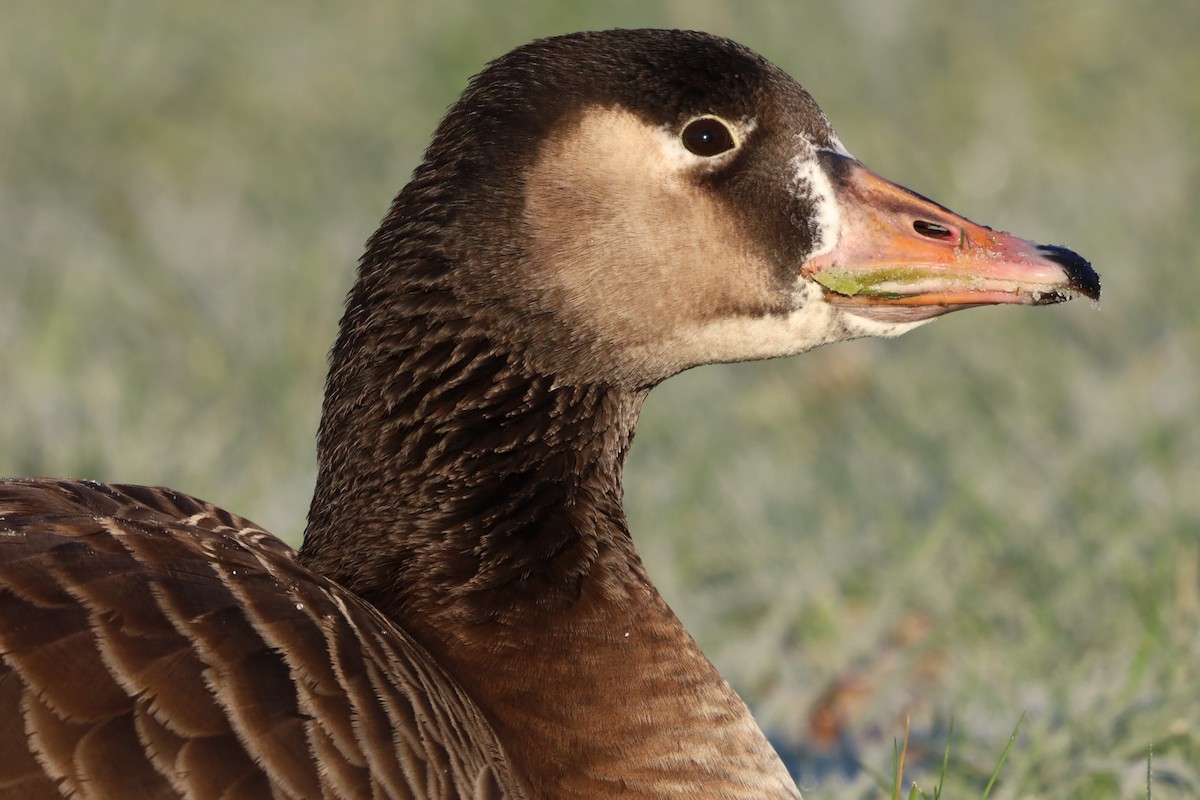 Гуска сіра х казарка канадська - ML645663696