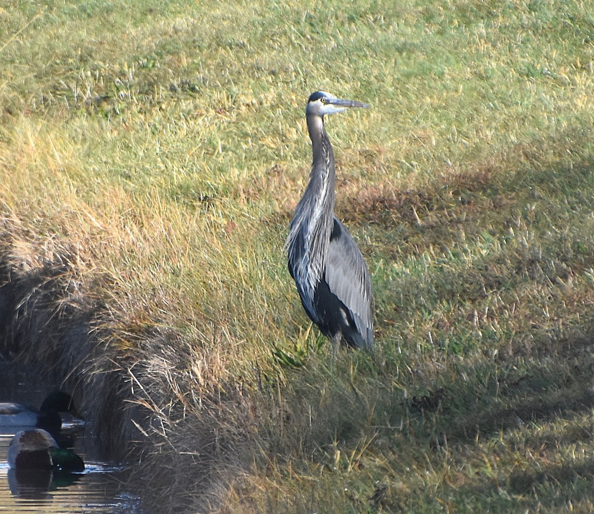 Чапля північна [група herodias] - ML645663697