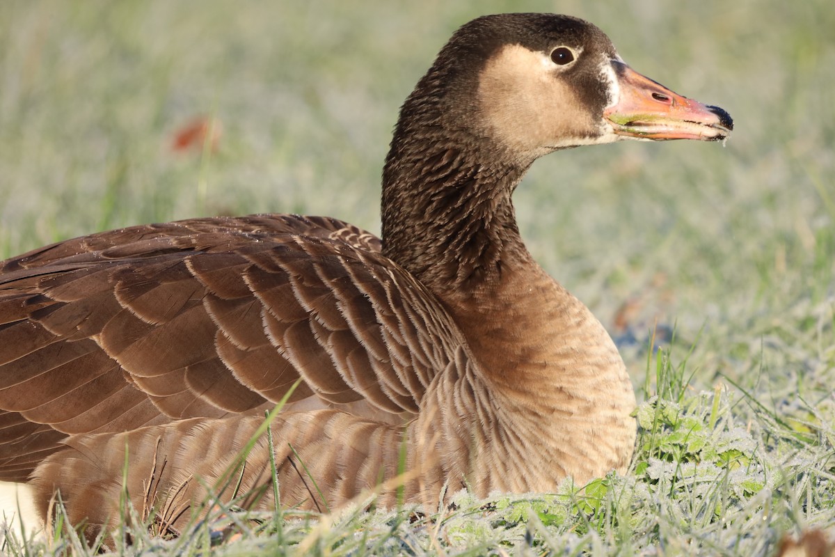 Гуска сіра х казарка канадська - ML645663699