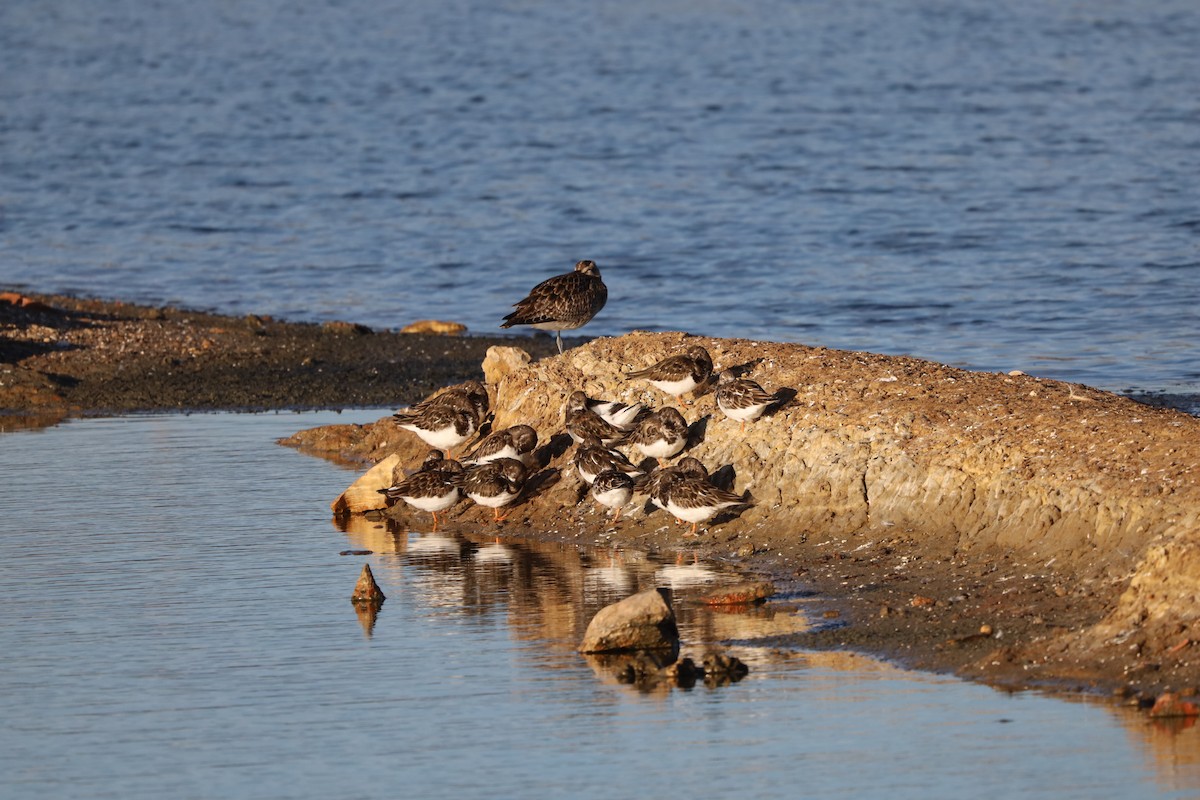 Крем'яшник звичайний - ML645663700