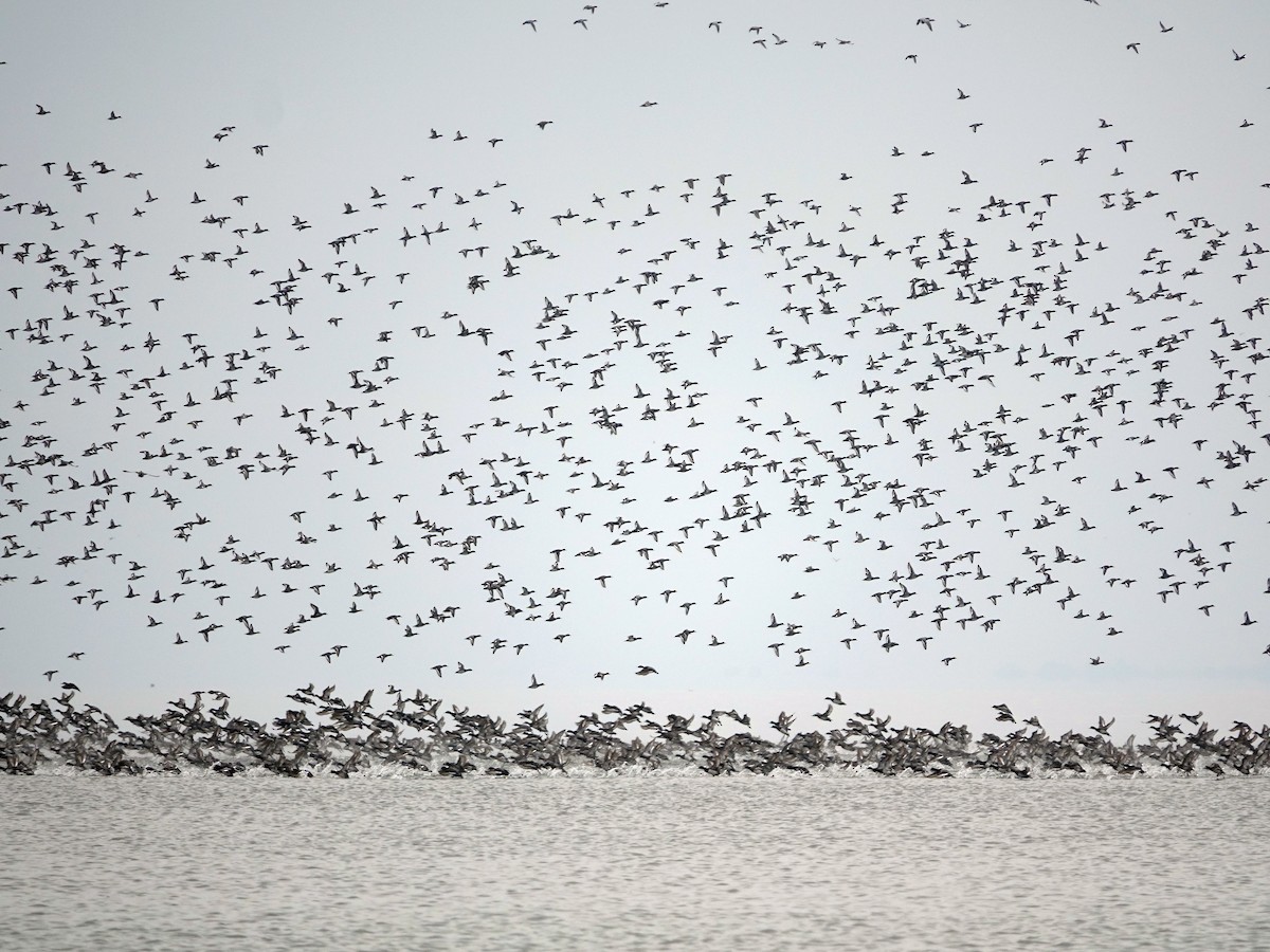 Чернь морська/американська - ML645663701