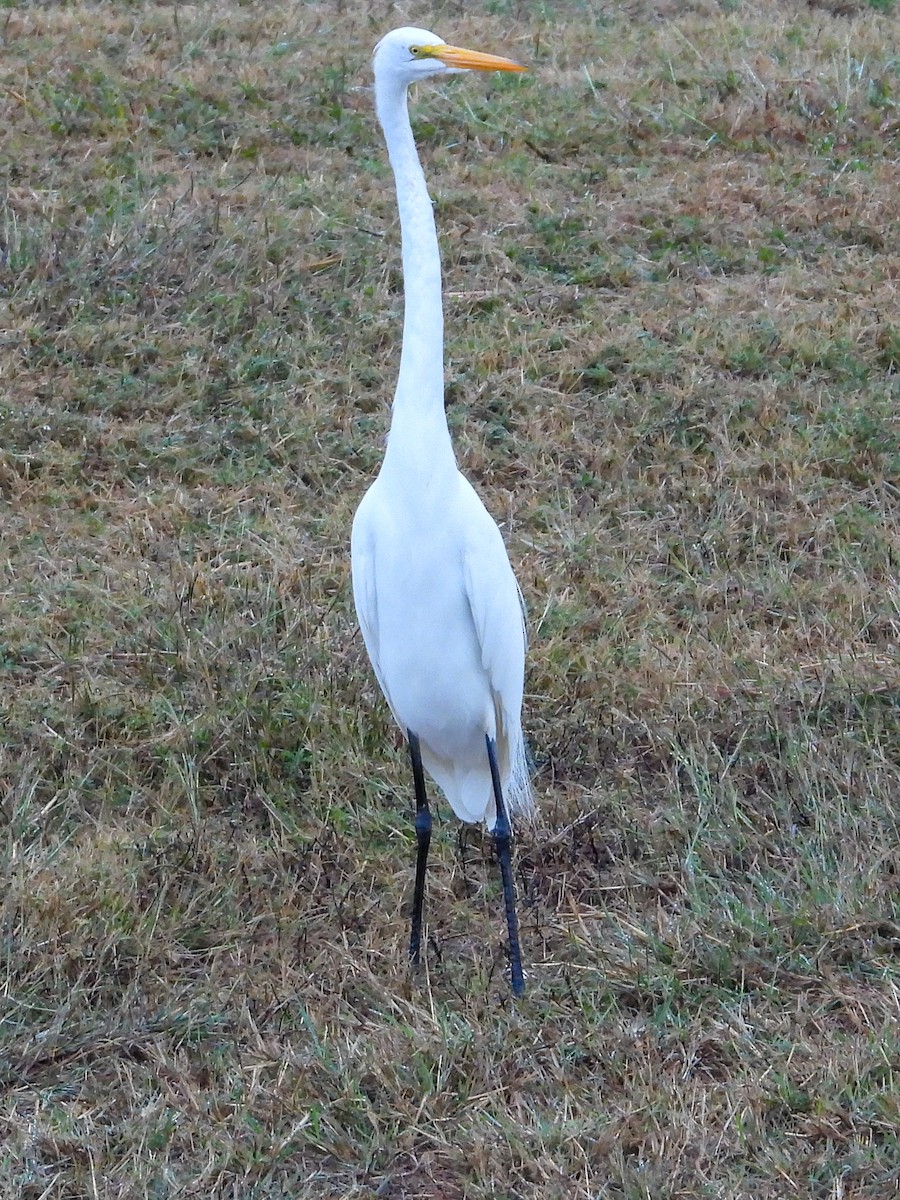 Great Egret - ML645663702