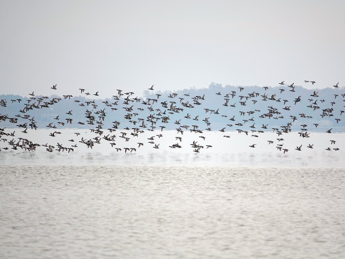 Greater/Lesser Scaup - ML645663703