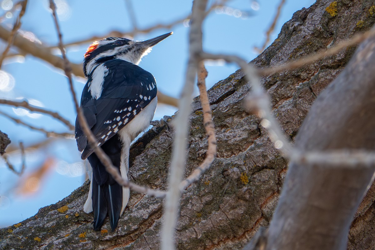 strakapoud americký (ssp. orius/icastus) - ML645663706