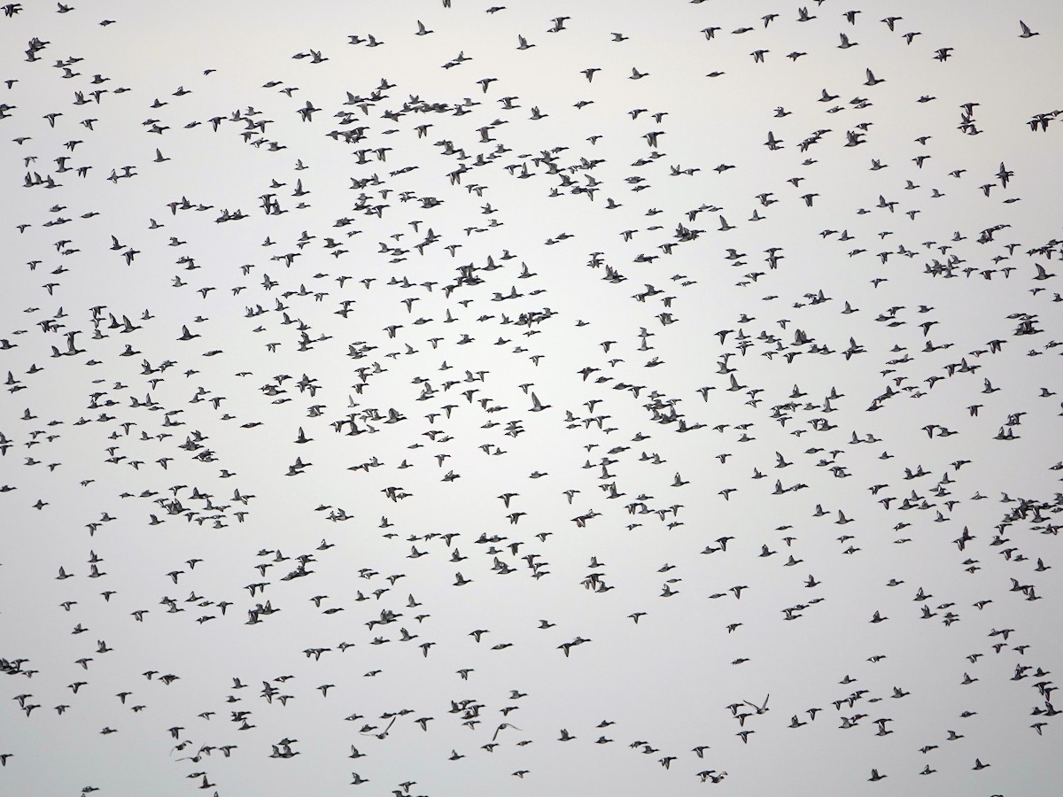 Greater/Lesser Scaup - ML645663708