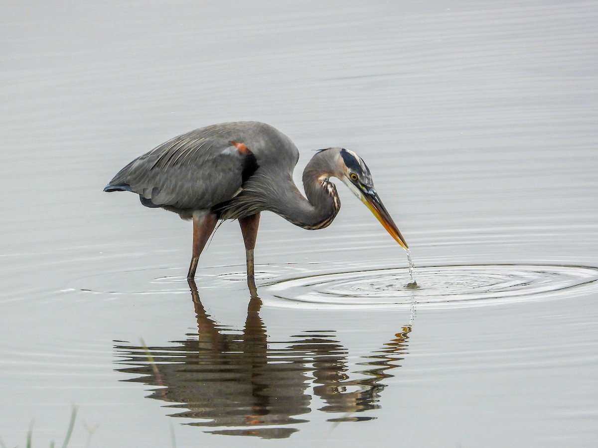 Great Blue Heron - ML645663713