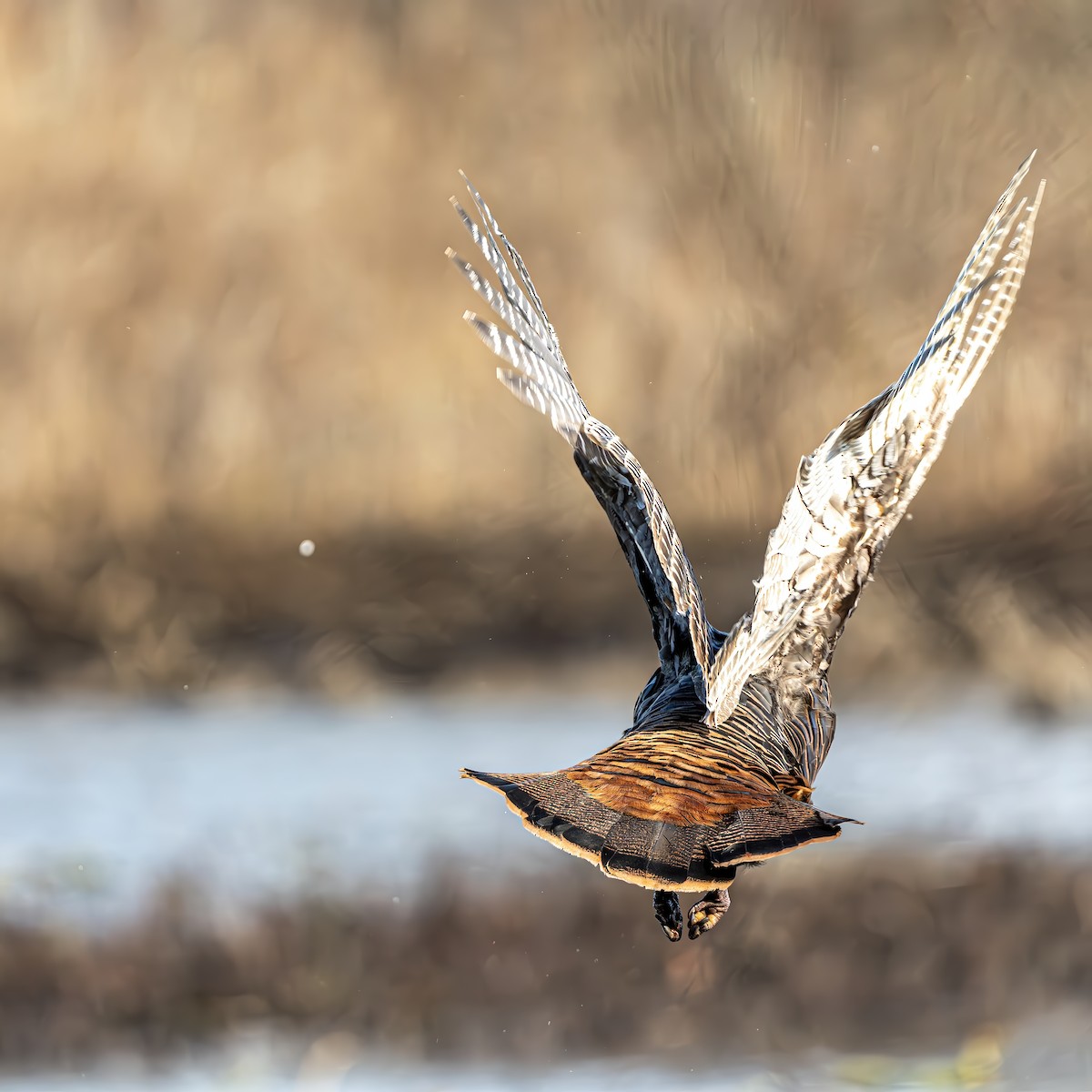 Wild Turkey - ML645663721