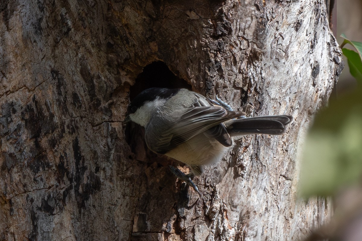Carolina Chickadee - ML645663722