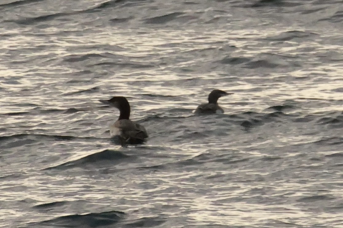 紅喉潛鳥 - ML645663723