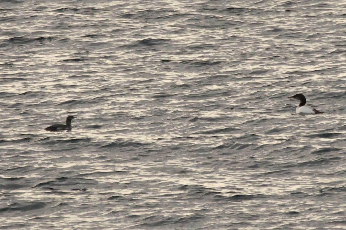 紅喉潛鳥 - ML645663724