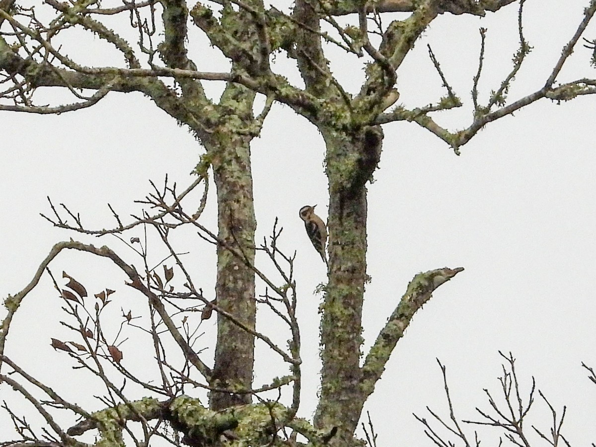 Downy Woodpecker - ML645663737
