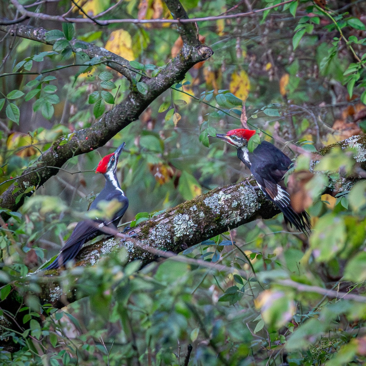 Pileated Woodpecker - ML645663755