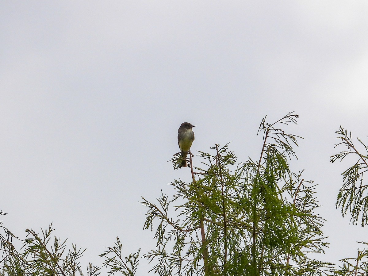Eastern Phoebe - ML645663756