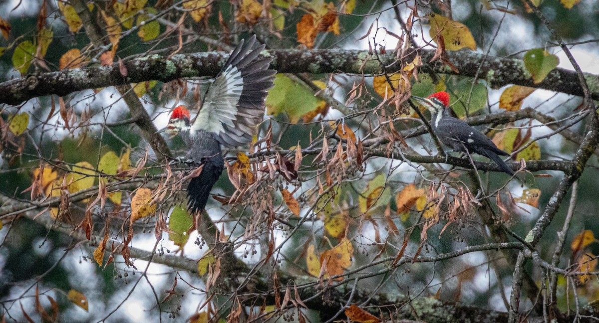Pileated Woodpecker - ML645663770