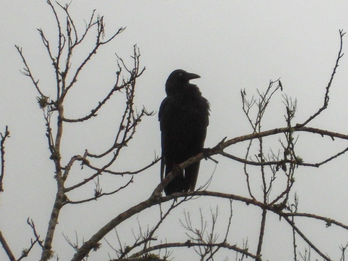 American Crow - ML645663786
