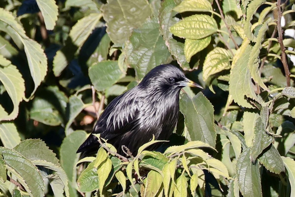 זרזיר שחור - ML645663796