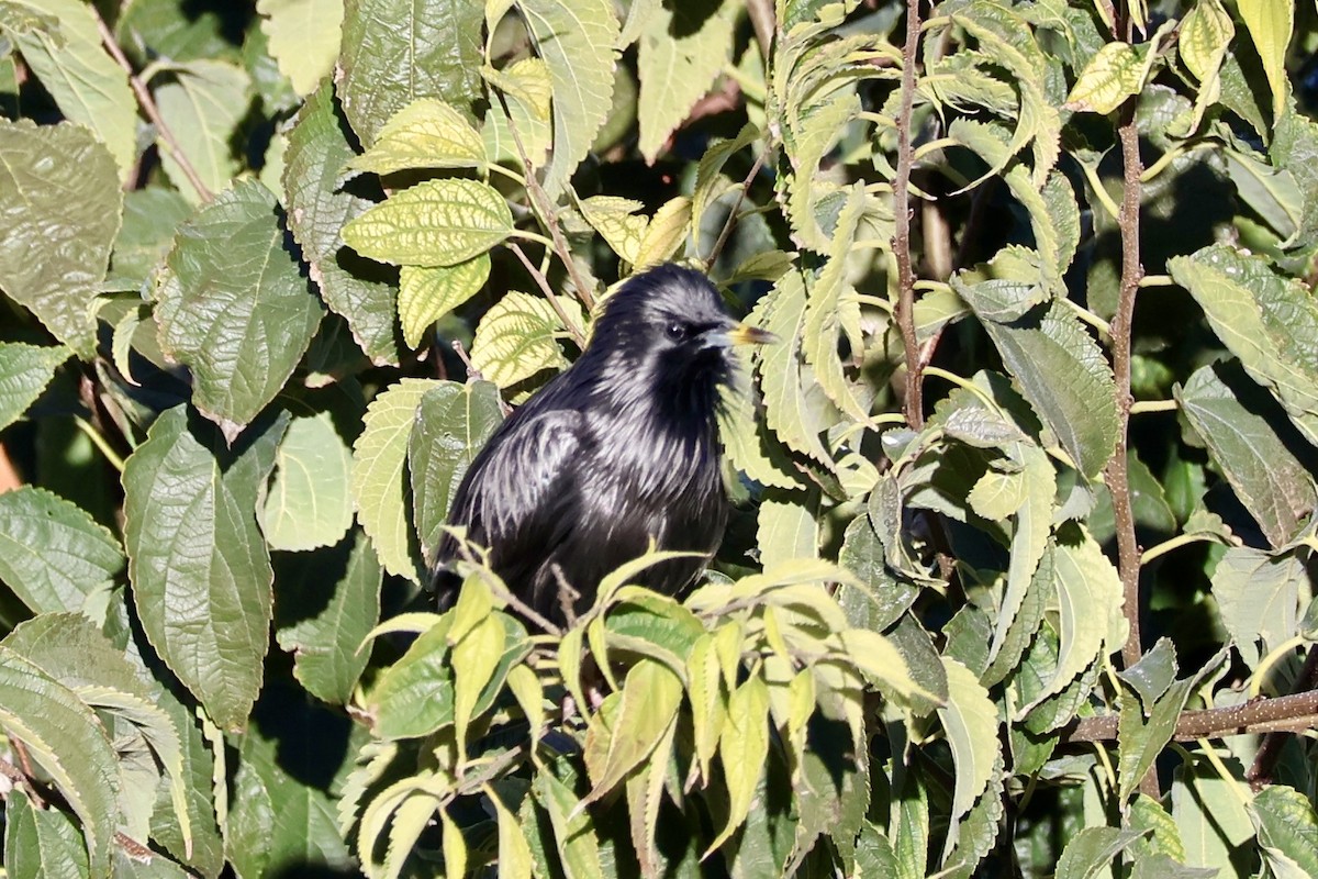 זרזיר שחור - ML645663798