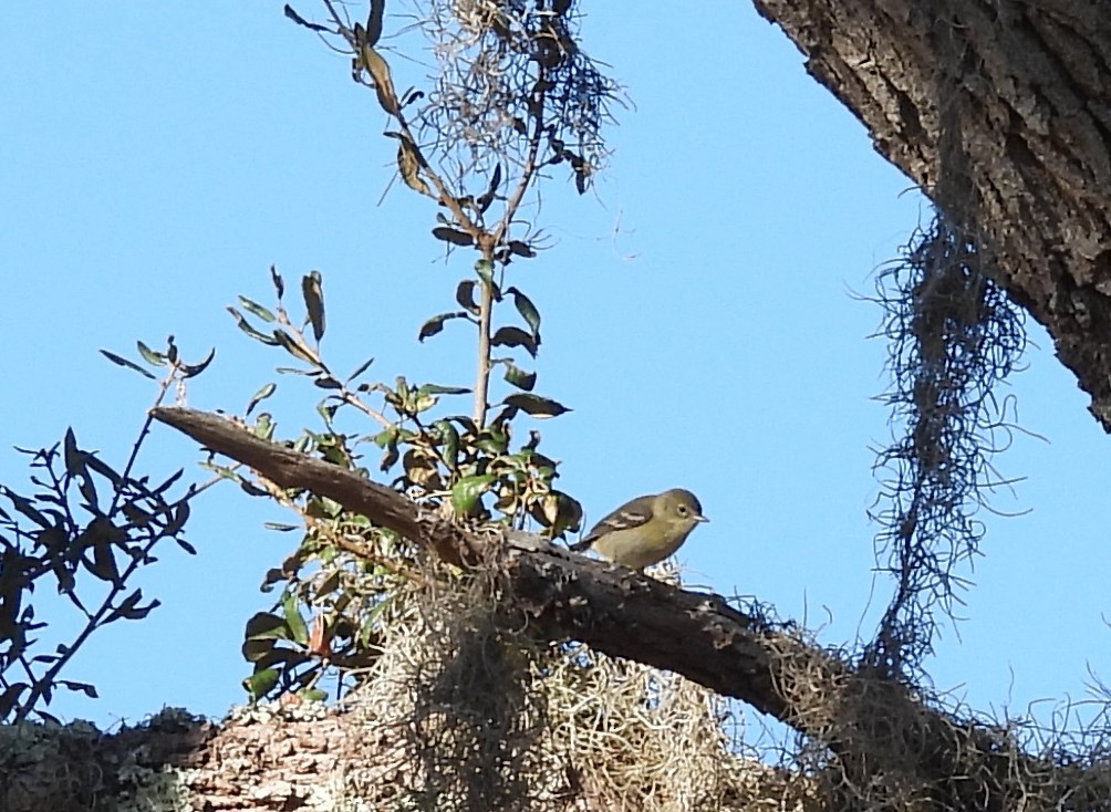 Pine Warbler - ML645663816