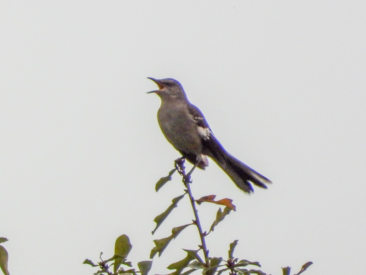 Northern Mockingbird - ML645663825
