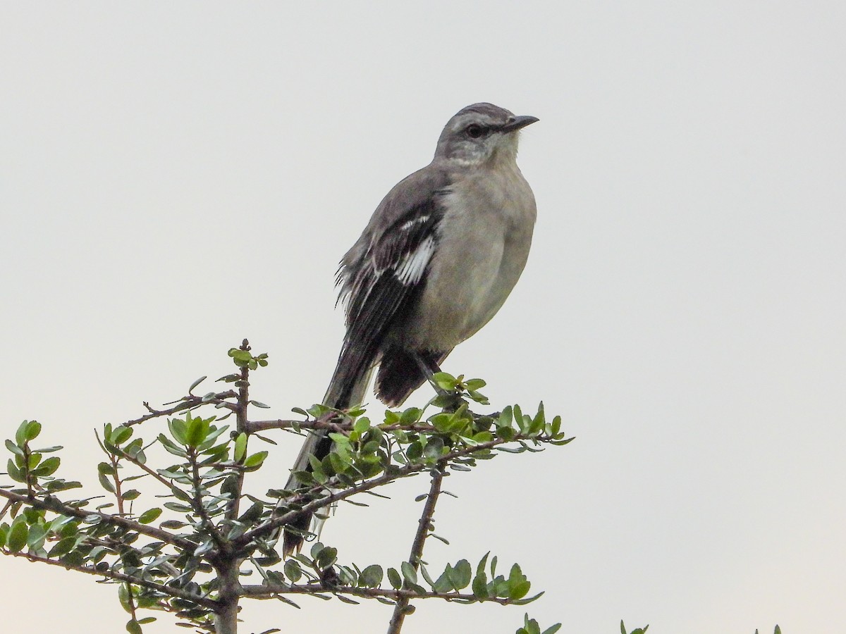 Northern Mockingbird - ML645663826
