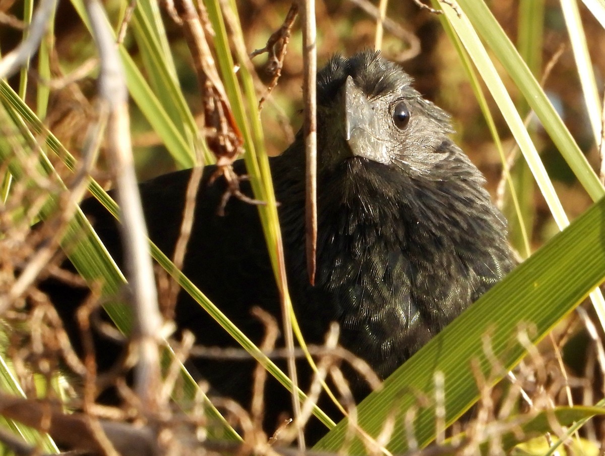 Groove-billed Ani - ML645663847