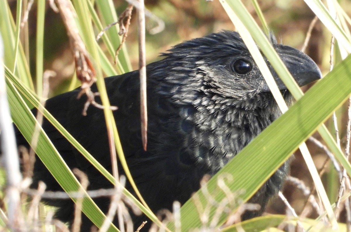 Groove-billed Ani - ML645663848