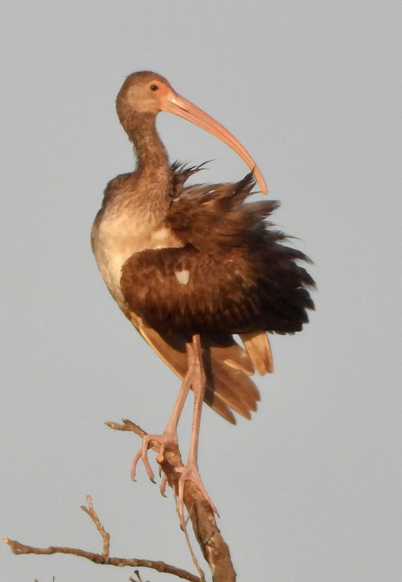 White Ibis - ML645663860