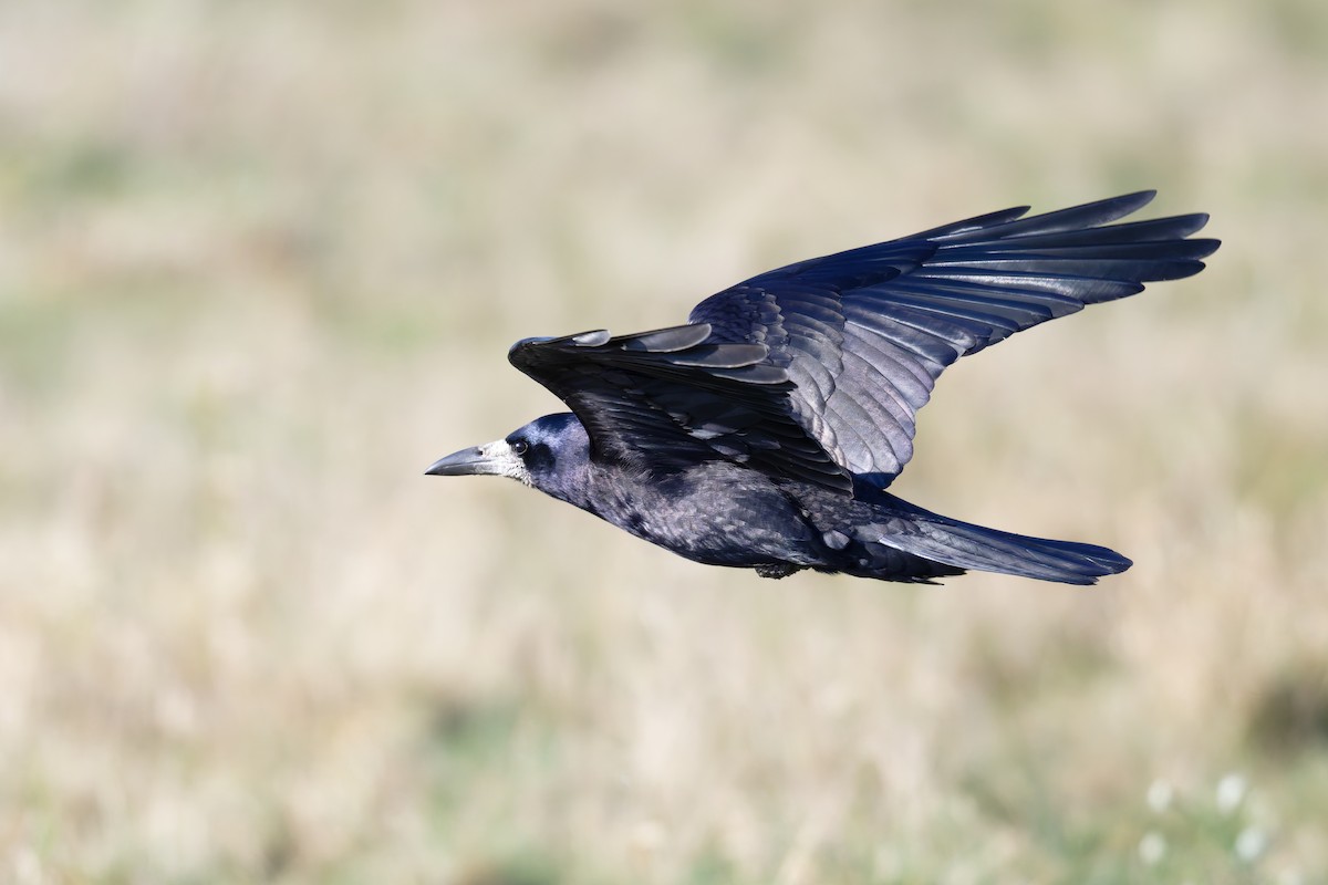 Ekin Kargası - ML645663862