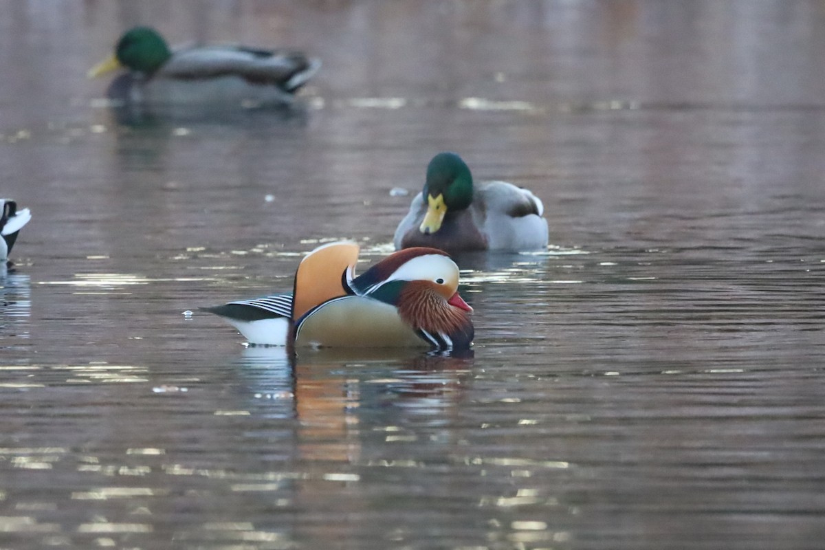 Мандаринка - ML645663869