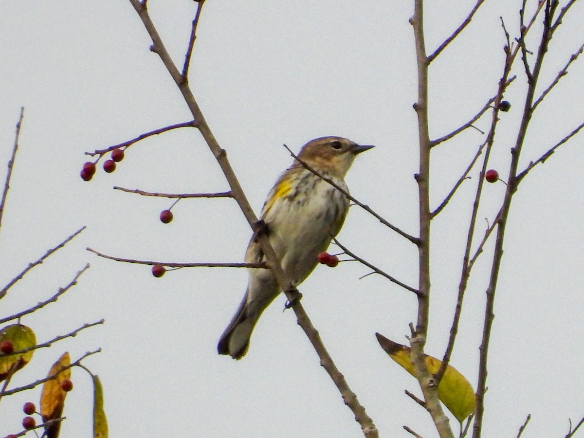Yellow-rumped Warbler - ML645663876