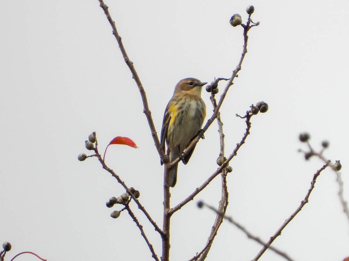 Yellow-rumped Warbler - ML645663877