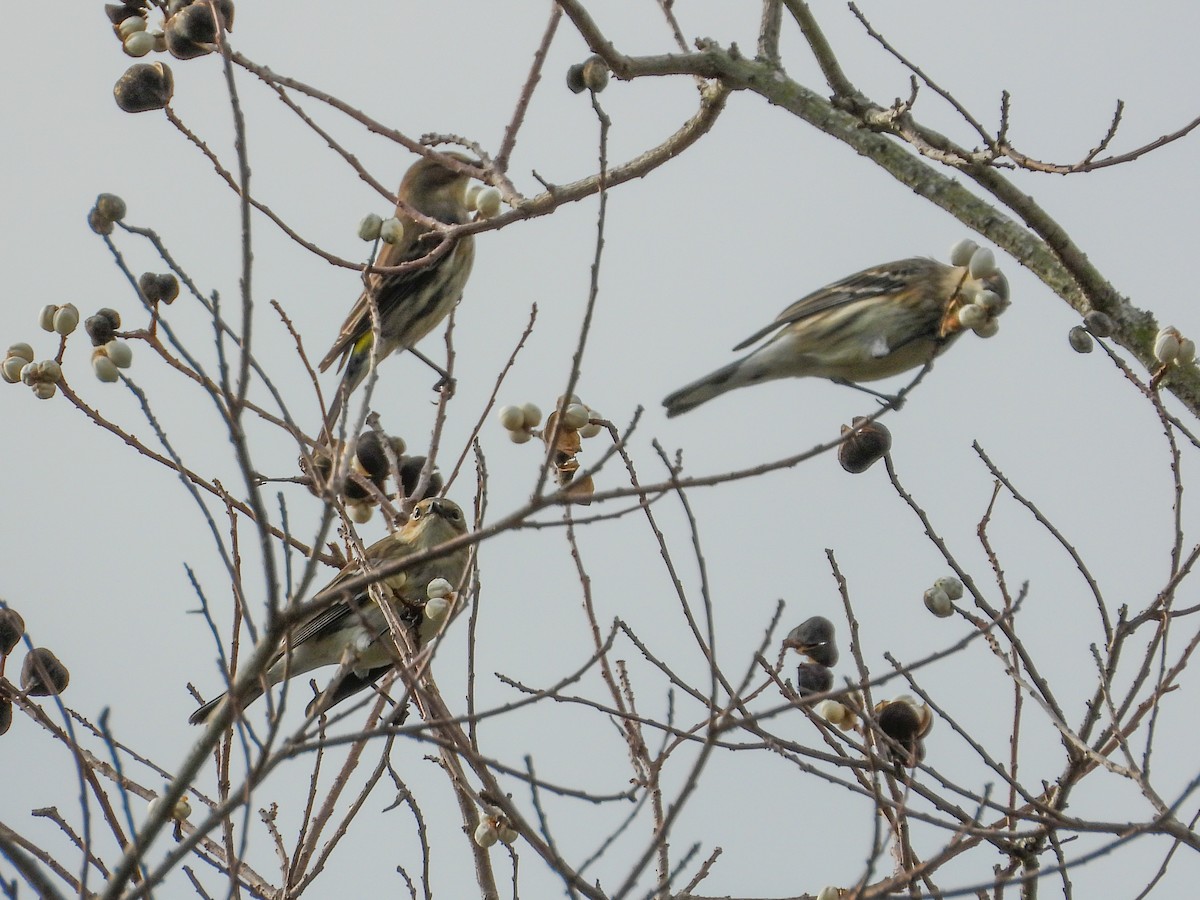 Yellow-rumped Warbler - ML645663878