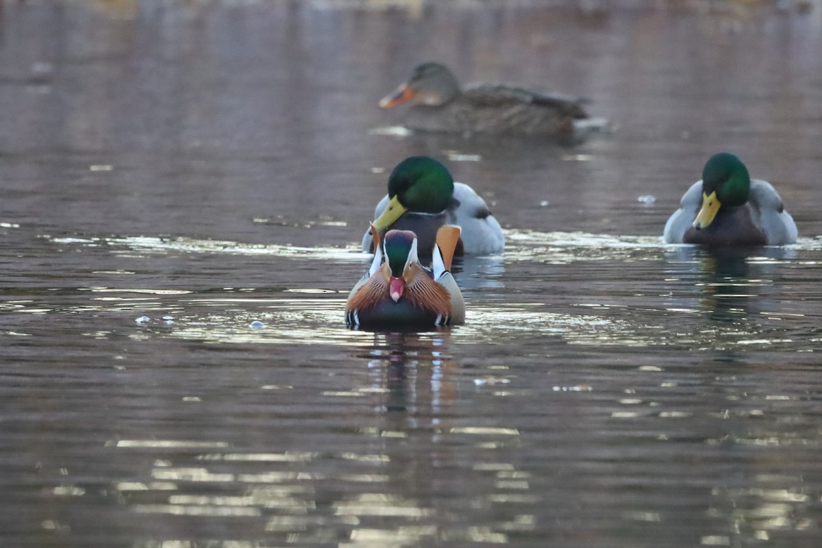 Мандаринка - ML645663880